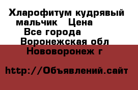 Хларофитум кудрявый мальчик › Цена ­ 30 - Все города  »    . Воронежская обл.,Нововоронеж г.